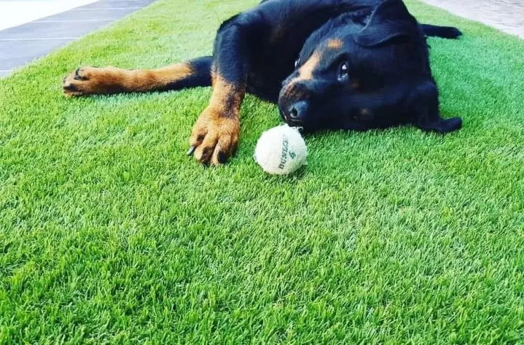 Easigrass premium range Easi-pet 35mm artificial grass